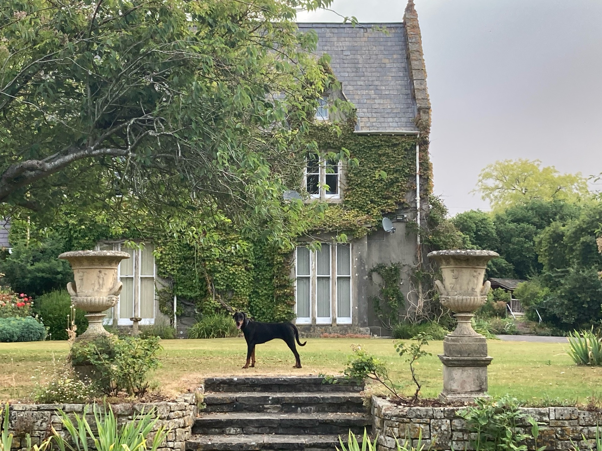 We are experienced with Country Houses and lively puppies